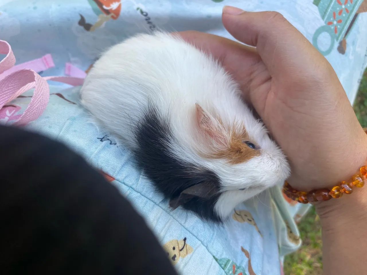 Porquinho da índia  - Foto 6