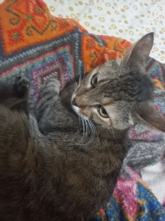 Gatinha fofa para adoção - Foto 4