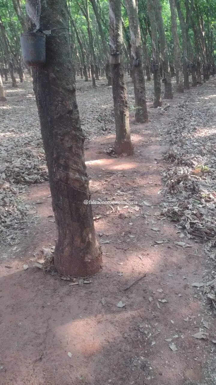 Excelente Sítio à Venda em Tanabi-SP  Saída para Ibiporanga - Foto 4