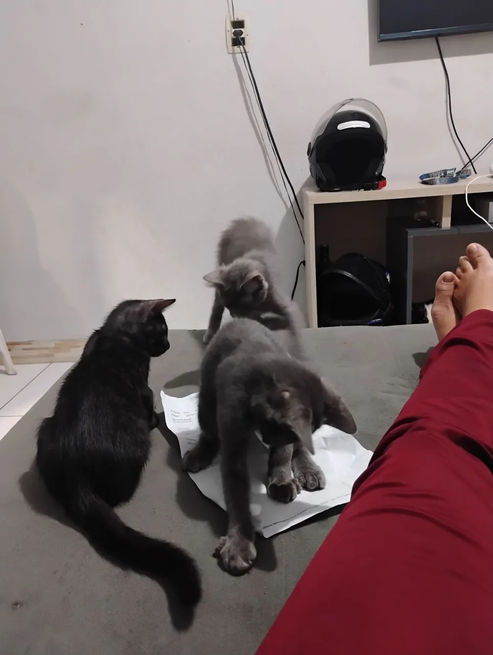 Gatinhos Cinzas e Preto para adoção