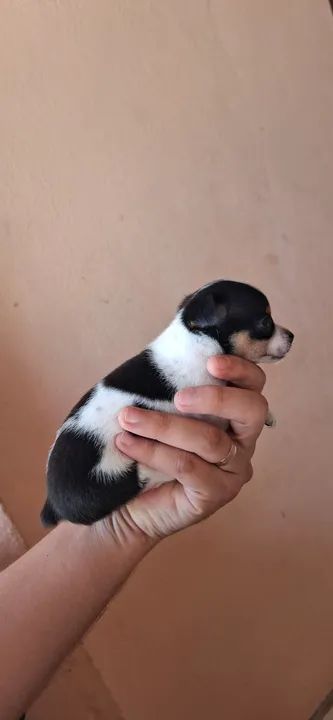 Pinscher micro  - Foto 2