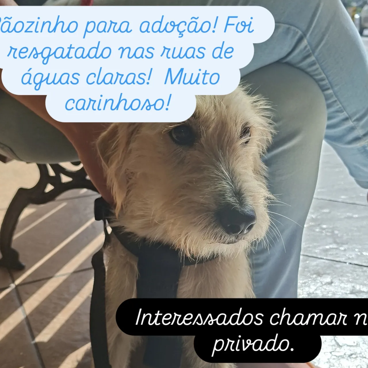 Cãozinho para adoção. Ele foi resgatado e precisa de um lar com muito amor e carinho.