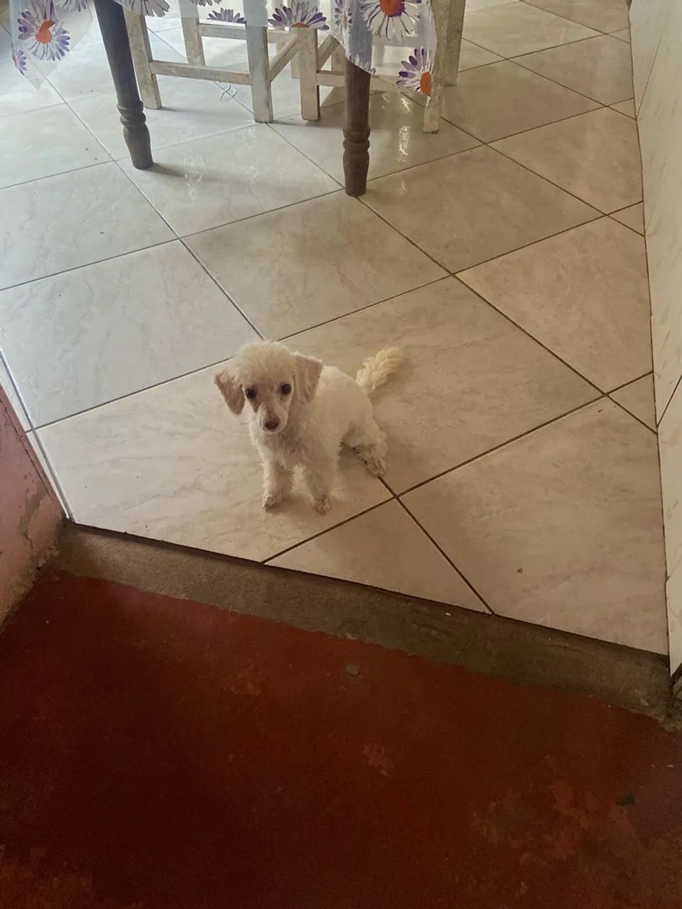 Filhote de Poodle toy 6 meses