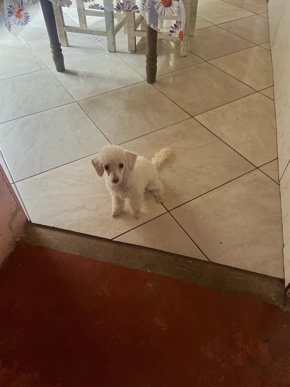 Filhote de Poodle toy 6 meses