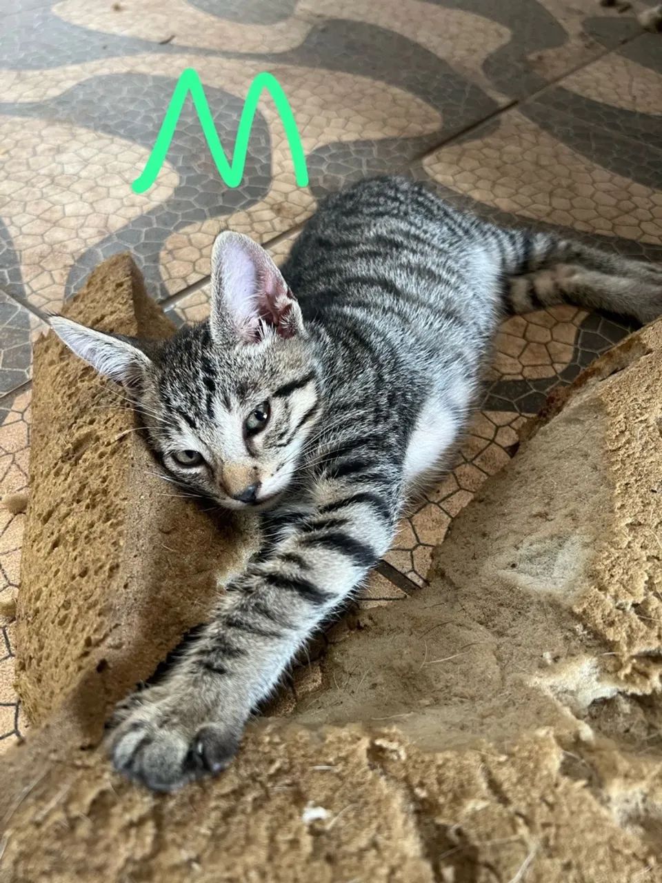 Gatinhos fofinhos para adoção