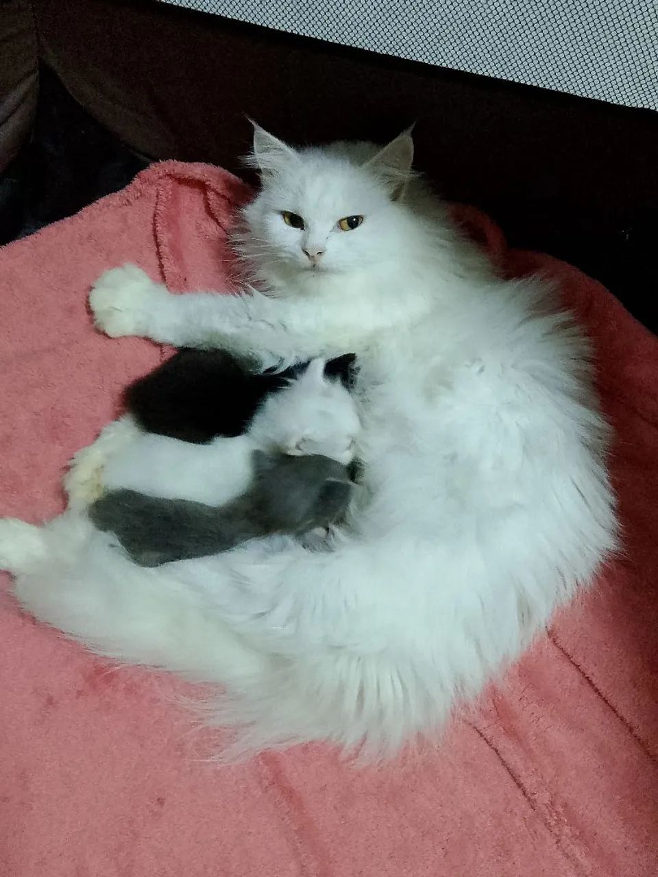 Angorá fêmea na cor Smoking  - Foto 6