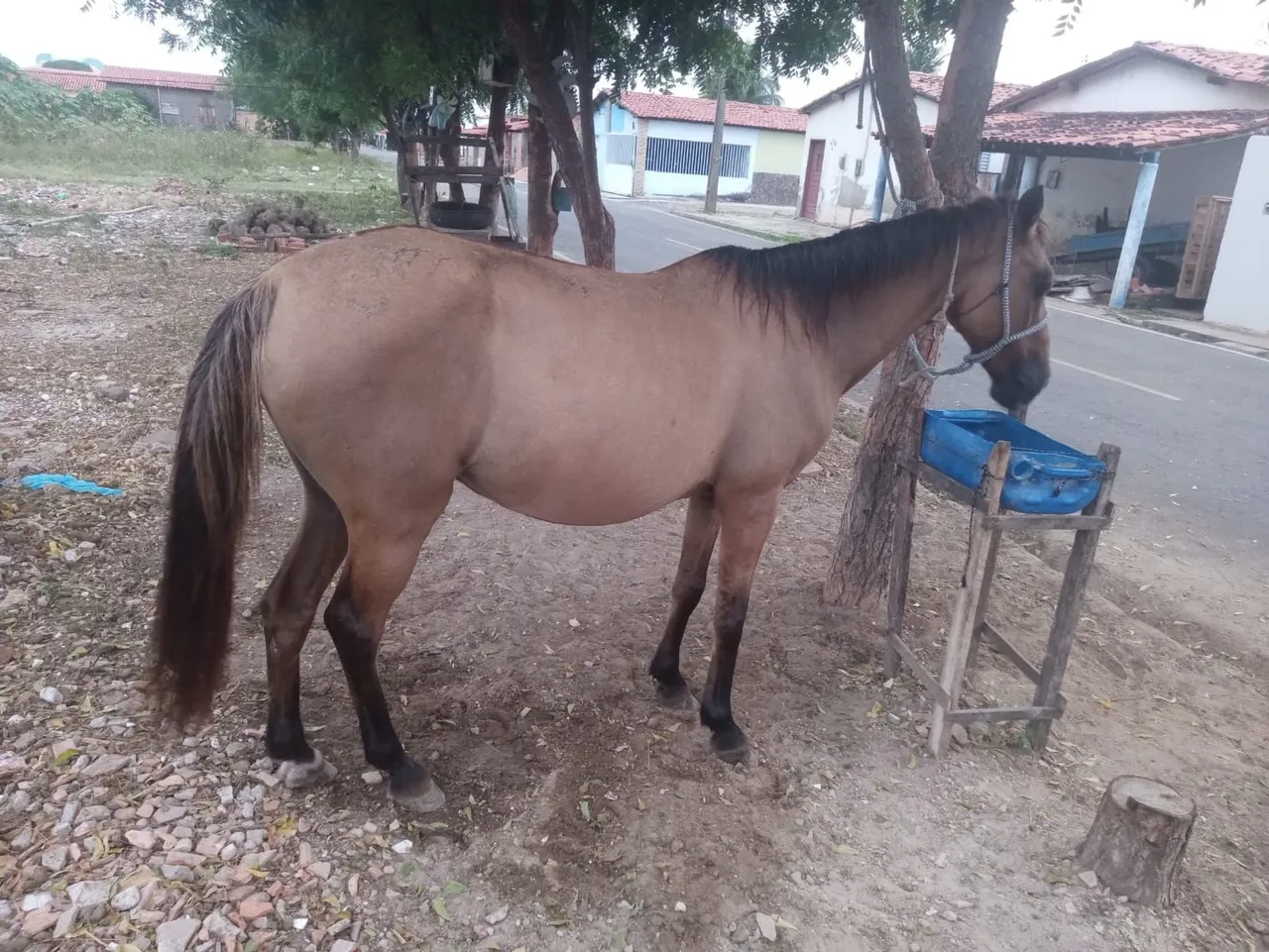 Egua prenha, animal docil e manso de sela.