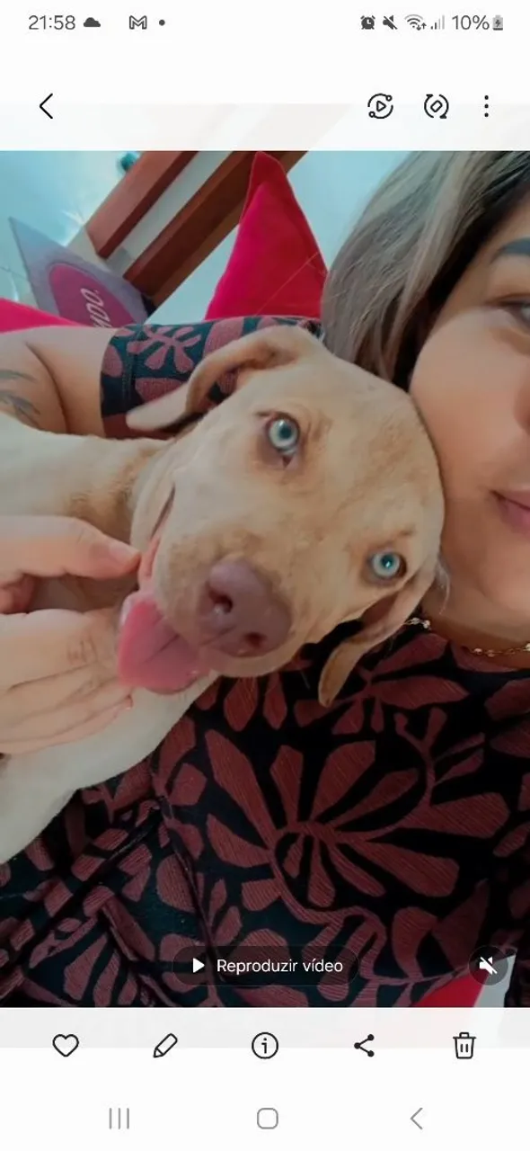 Filhote de Pitbull com olhos azuis