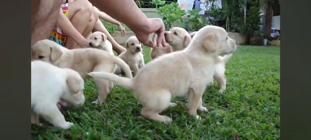 Golden x labrador  - Foto 4