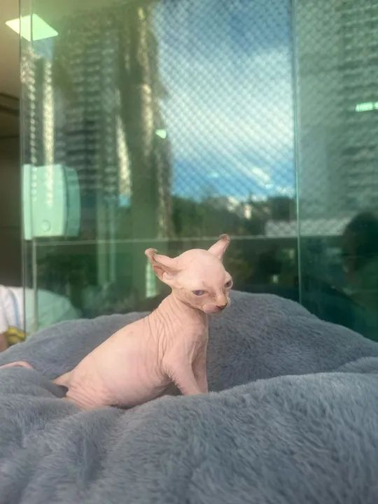 Sphynx disponíveis  - Foto 2