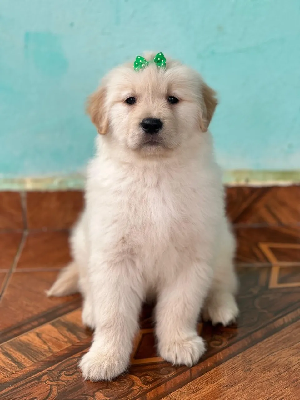Filhotes Golden Retriever a venda