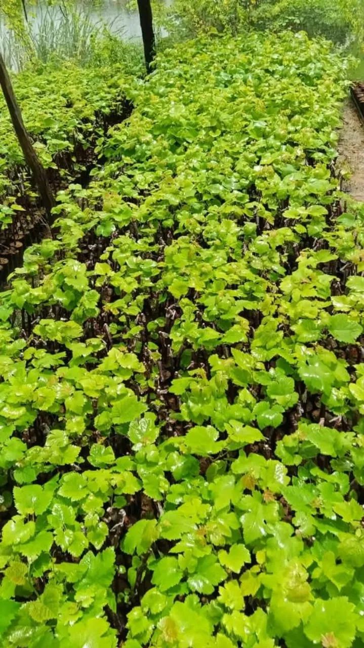 Vendo mudas frutiferas zap * - Foto 5
