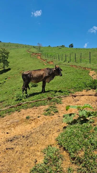 Vacas a venda! - Foto 4