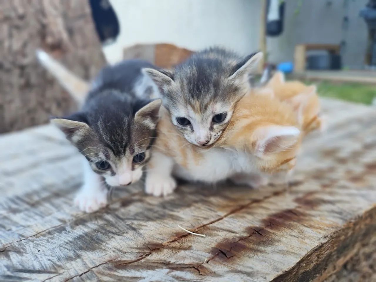 DOAÇÃO DE GATINHOS  - Foto 3