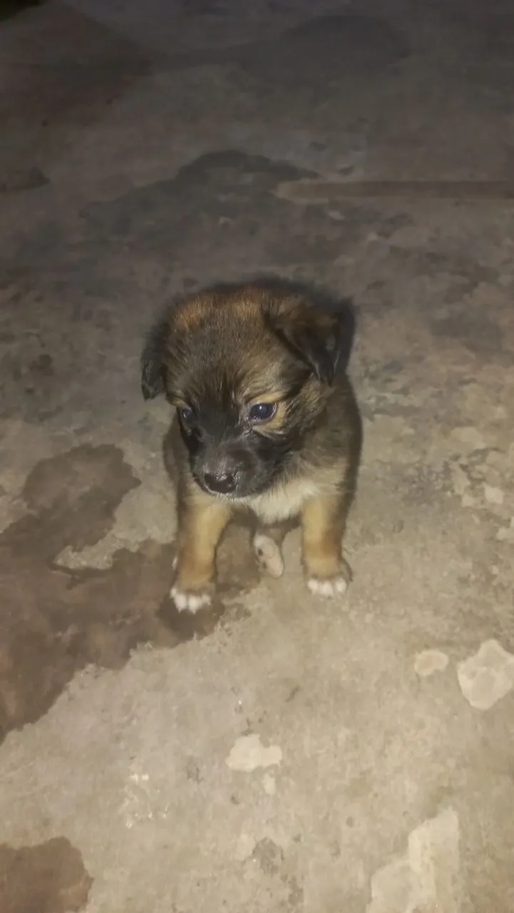 Filhote de cachorro fofo para adoção