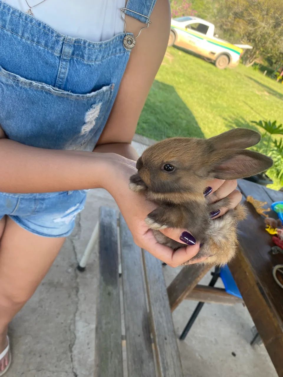 Coelho filhote - Foto 3