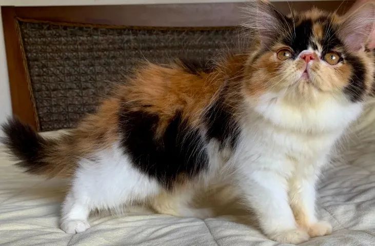 Top Show De Gata Persa filhote Feméa tricolor pelo longo extremada,C/80 Dias Super Linda.