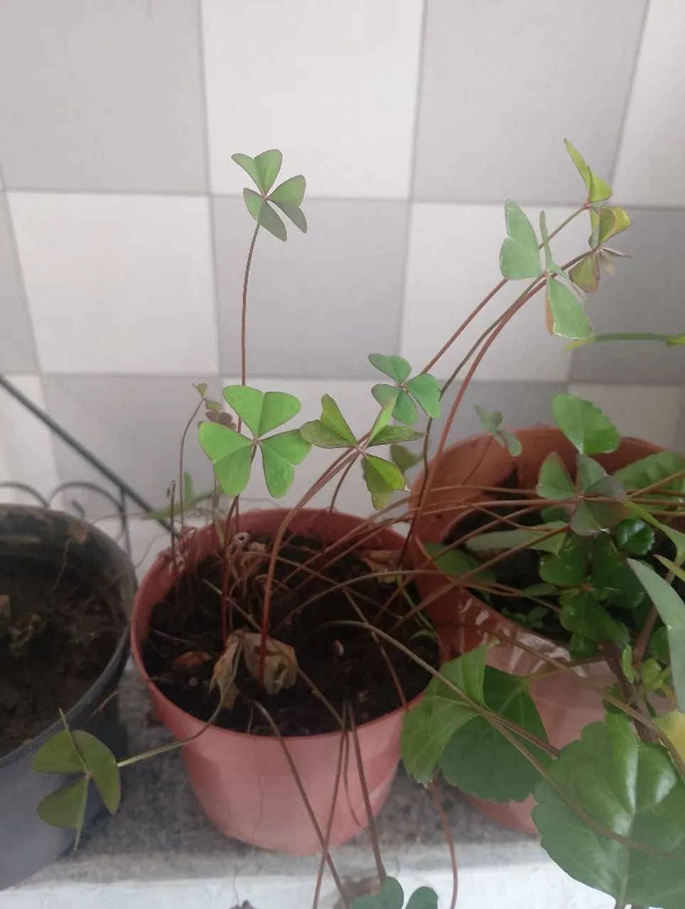 Mudas diversas 5 mudas - Foto 5