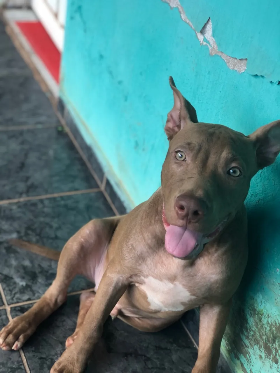 Pitibul 