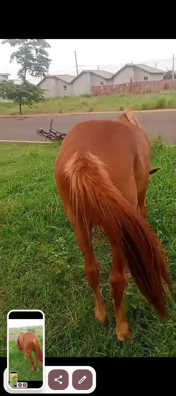 Cavalo quarto de milha  - Foto 5