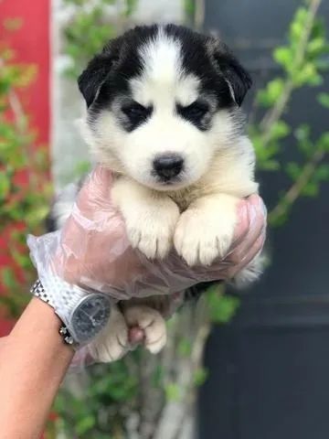 Husky siberiano - Macho belíssimo com todos os preventivos de saúde - Contate