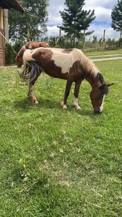 Pônei fêmea Paint Horse  - Foto 2