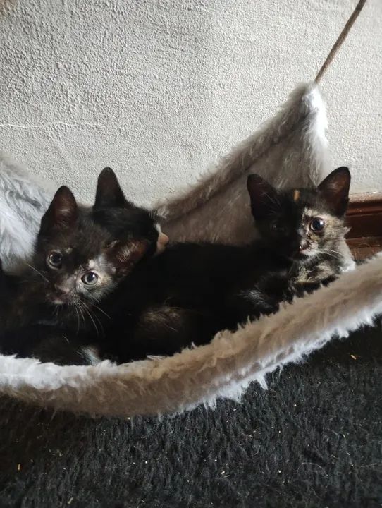 Doa filhotes de gato - Foto 2