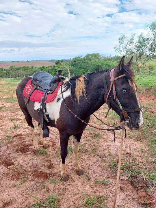 Vende cavalo paint horse - Foto 4