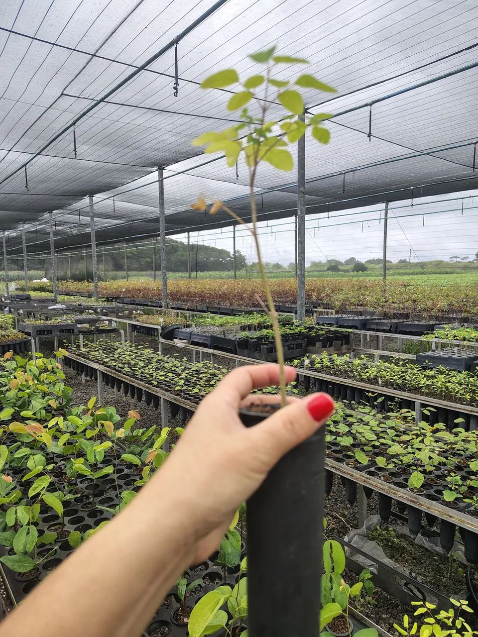 Mudas de Eucalipto Cloeziana e Espécies Nativas - Foto 4