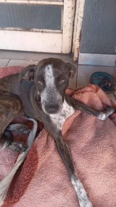 Cachorra extremamente dócil a procura de um lar