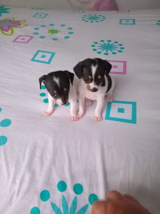 Pinscher x Fox paulistinha - Foto 3
