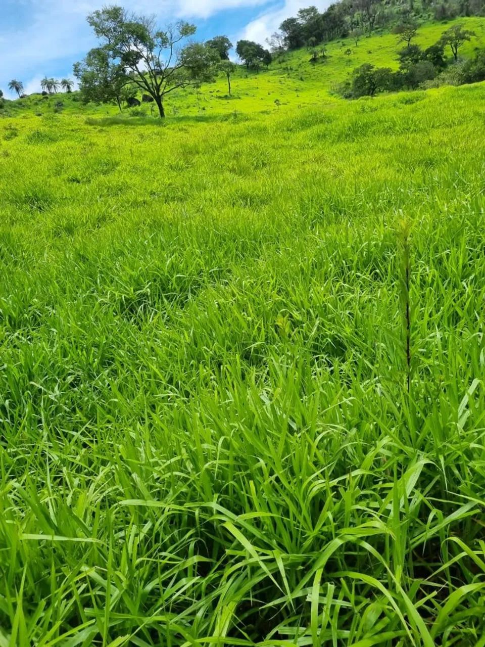 FAZENDA 8,4 HC EM RIO MANSO  - Foto 4