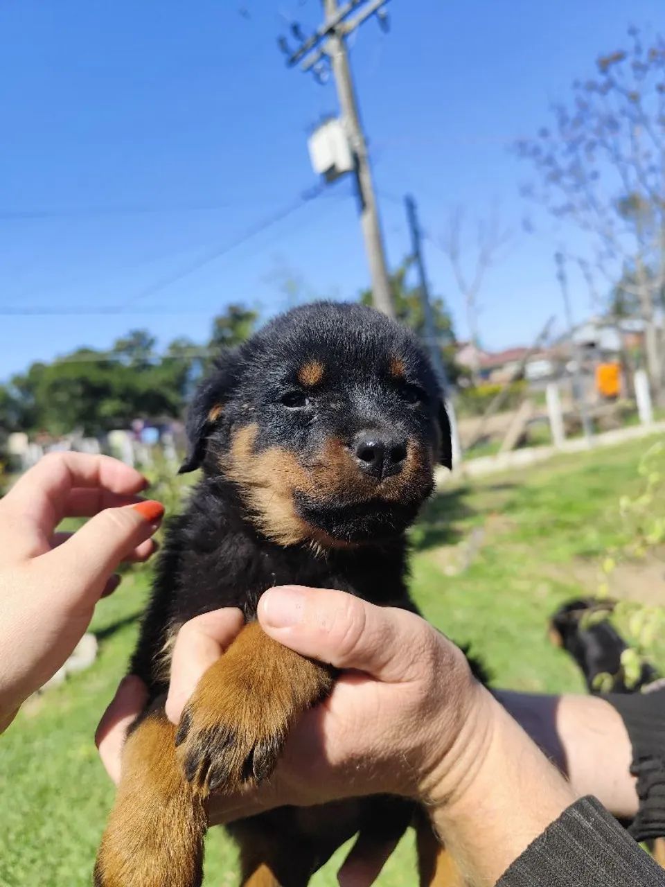Philippines Rottweiler Puppy Online Purchase Rottweiler For Sale