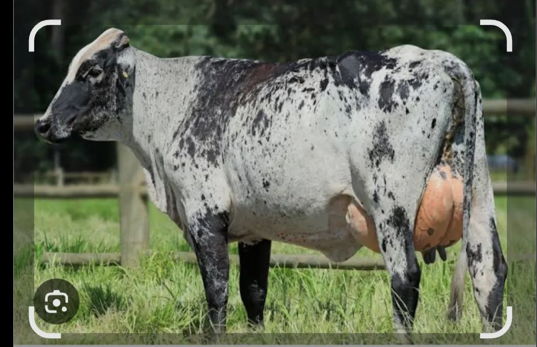 Vaca