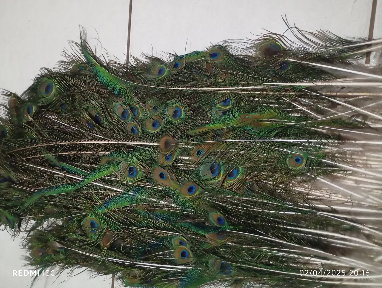 Lindas penas para decoração