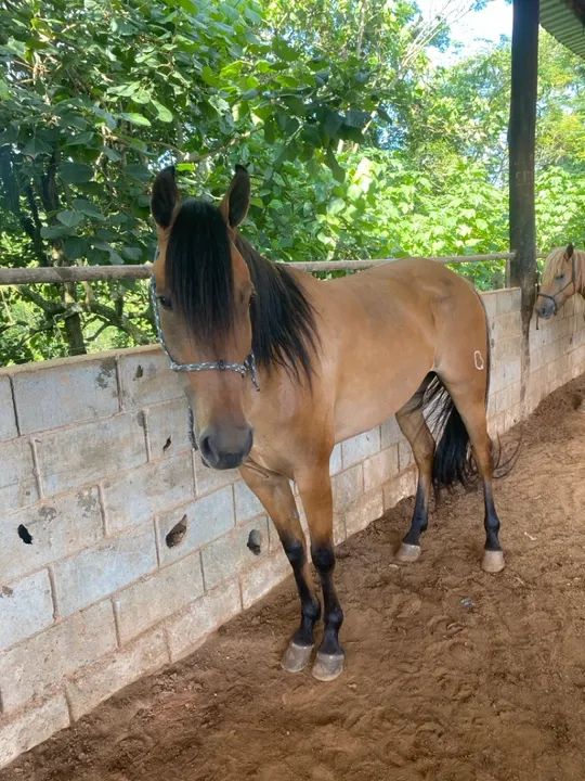 Égua Quarto de Milha  - Foto 2