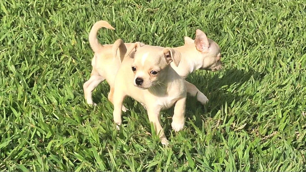 Filhotes de Chihuahua ( Fotos reais )