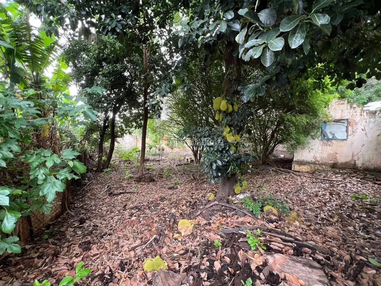 terreno - Chácara Boa Vista - Campinas - Foto 2