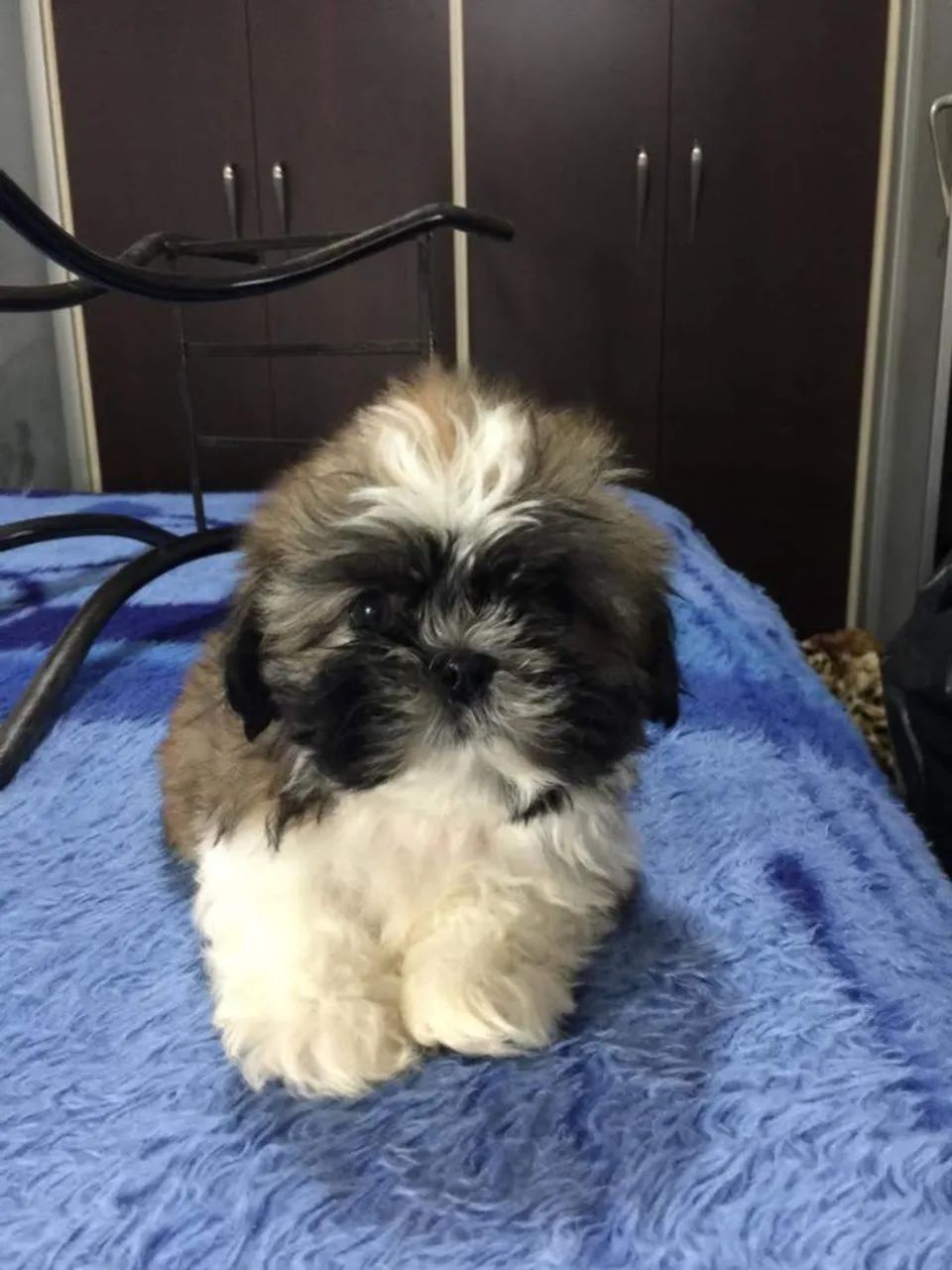 Lhasa Apso 52 dias de vida - Garantia de Saúde - Vacinados - Vermifugados
