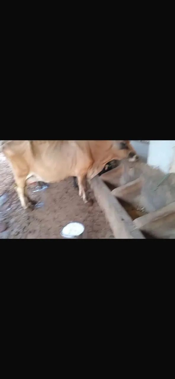 Vaca de leite, raça Jersey, dando 20L por dia nas 2 tiradas. Boa de tirar, muito mansa. - Foto 2