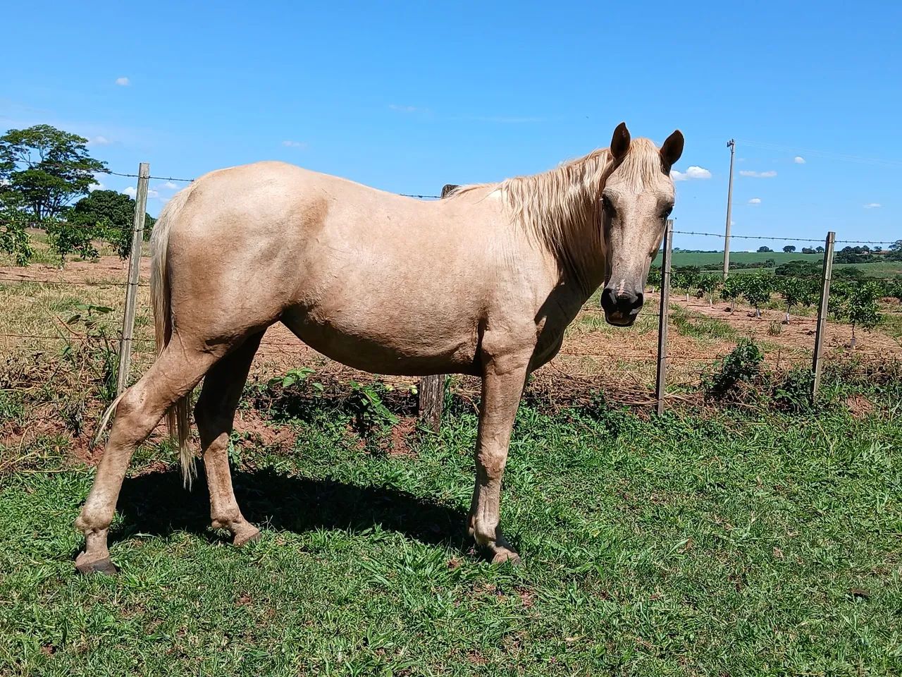 Vende  Egua  - Foto 2