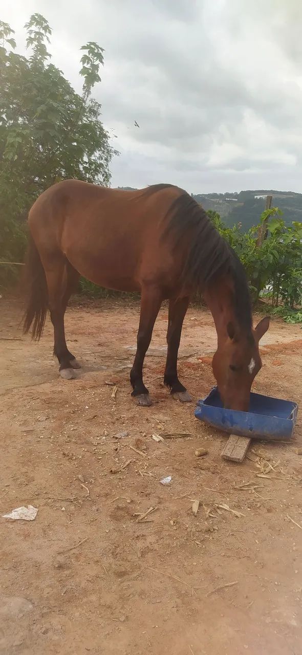 Égua marcha picada  - Foto 6