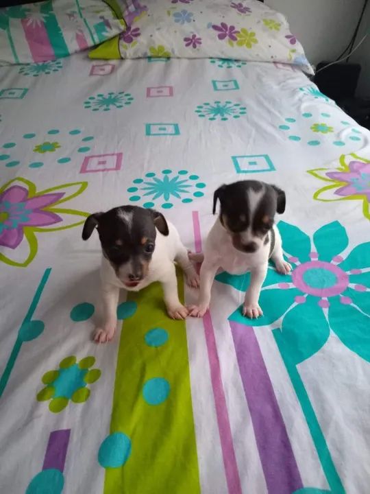 Pinscher x Fox paulistinha