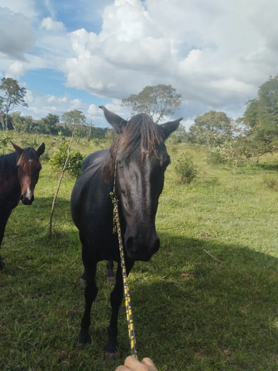 Égua meio sangue mm a venda ou troca em bezerros