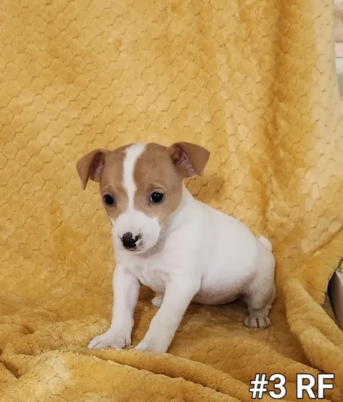 pinscher x fox  - Foto 2