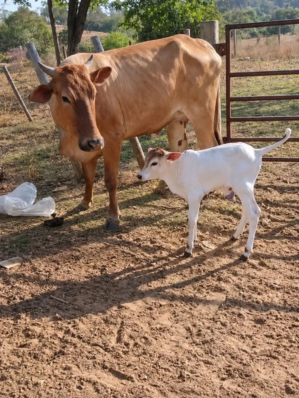 Vaca parida de macho  - Foto 2