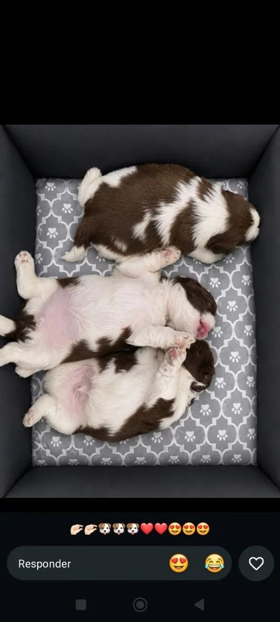 Shih Tzu - Foto 2