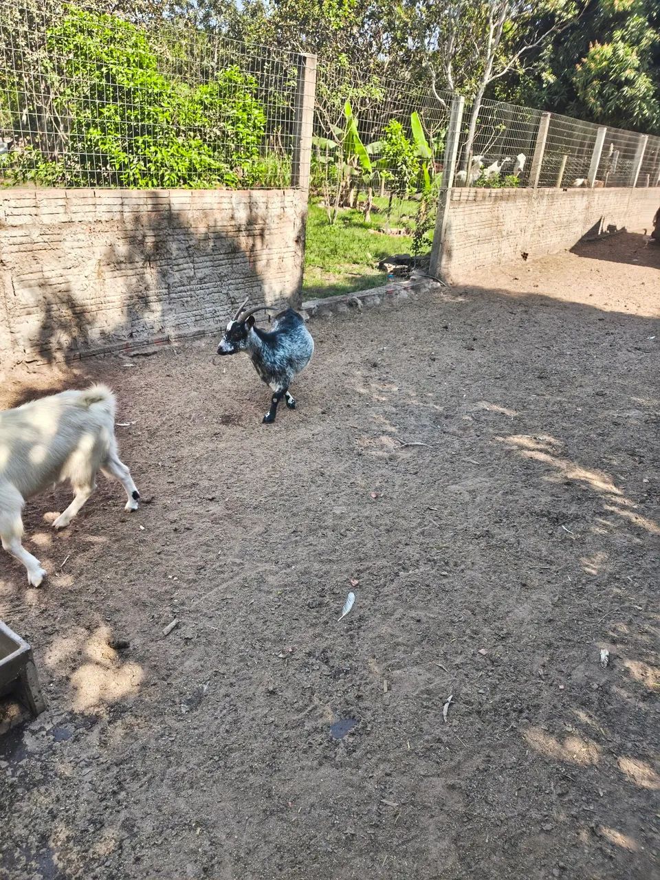 Vendo mini cabra fêmea - Foto 4