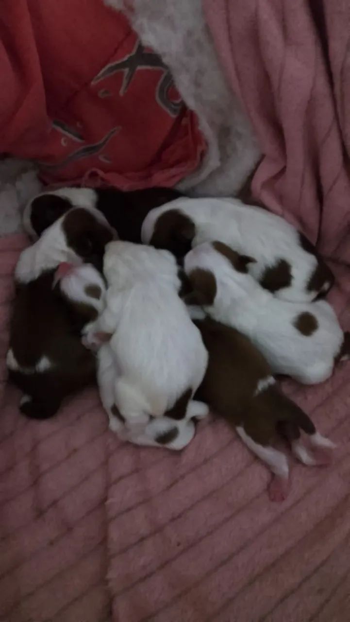 Cachorro shitus  - Foto 2