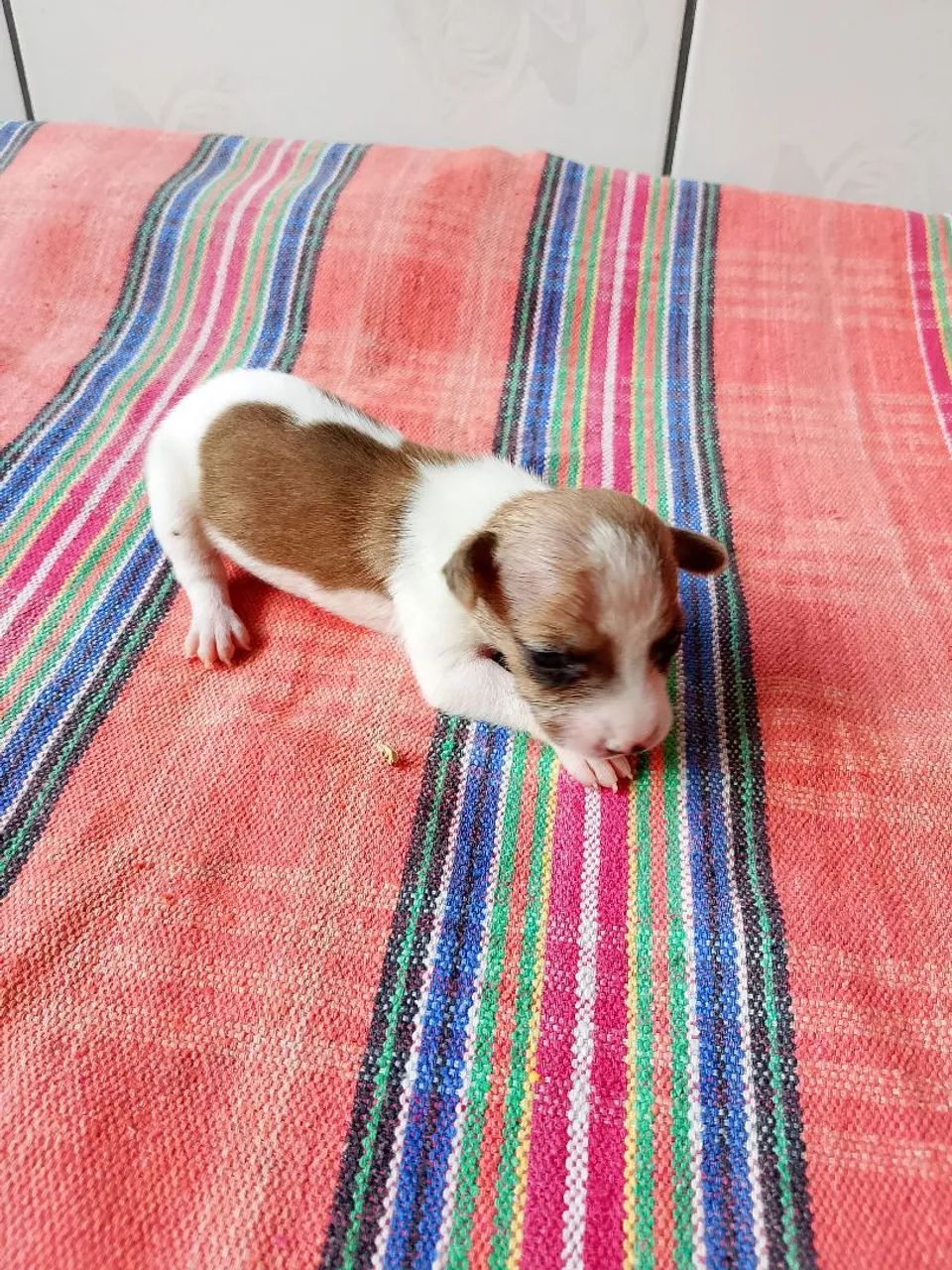 Cachorro pinscher  - Foto 3